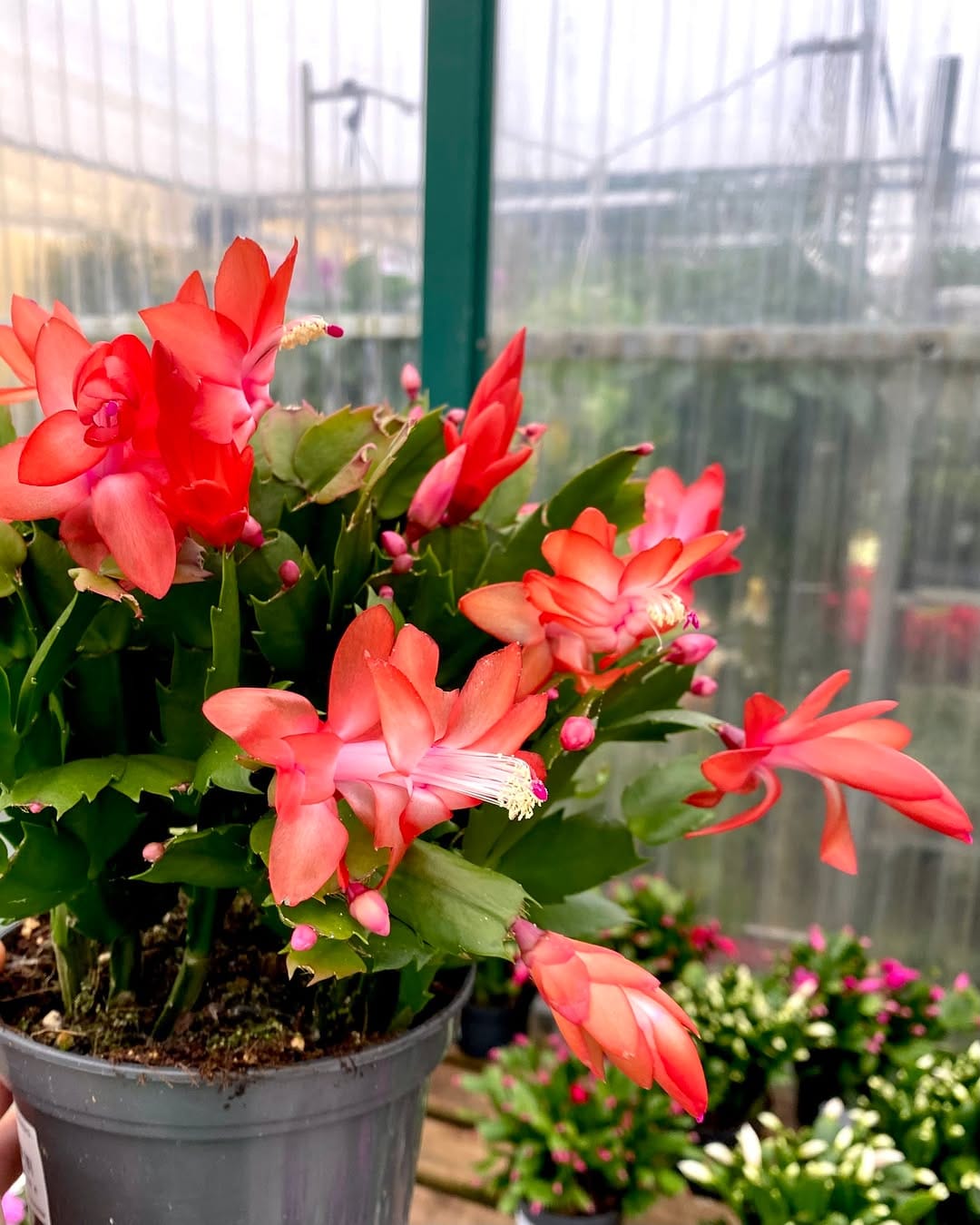 Post 8 by ᴠɪᴠᴇʀᴏs ʙʀᴀɴᴅᴀʀɪz | Vivero de PLANTAS on Instagram (carousel)