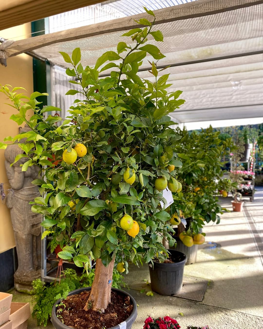 Post 9 by ᴠɪᴠᴇʀᴏs ʙʀᴀɴᴅᴀʀɪz | Vivero de PLANTAS on Instagram (carousel)