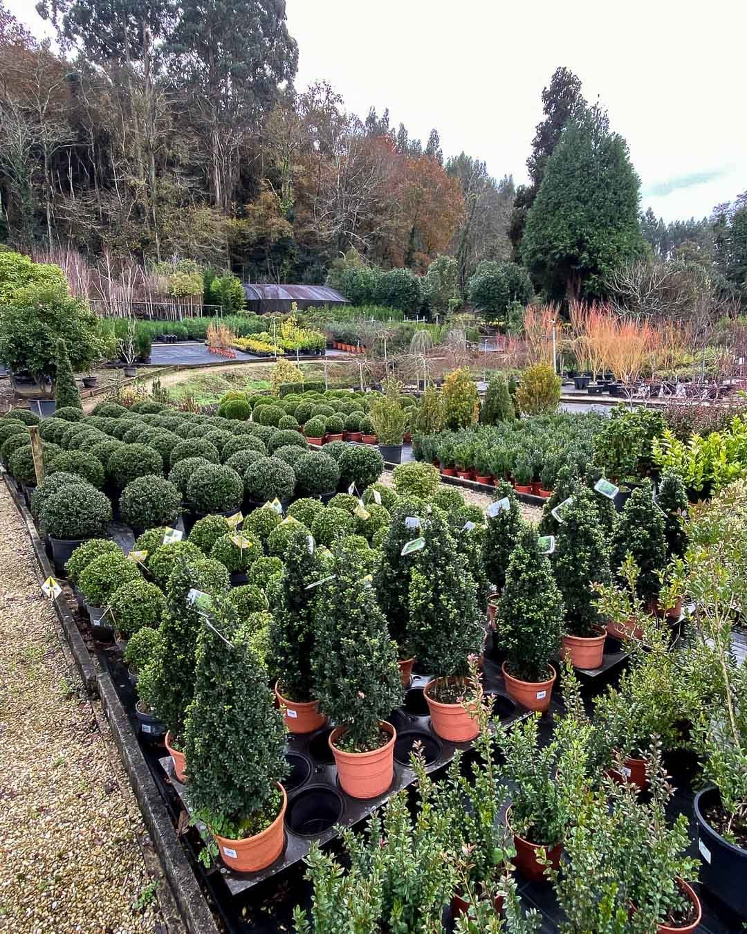 Post 4 by ᴠɪᴠᴇʀᴏs ʙʀᴀɴᴅᴀʀɪz | Vivero de PLANTAS on Instagram (image)