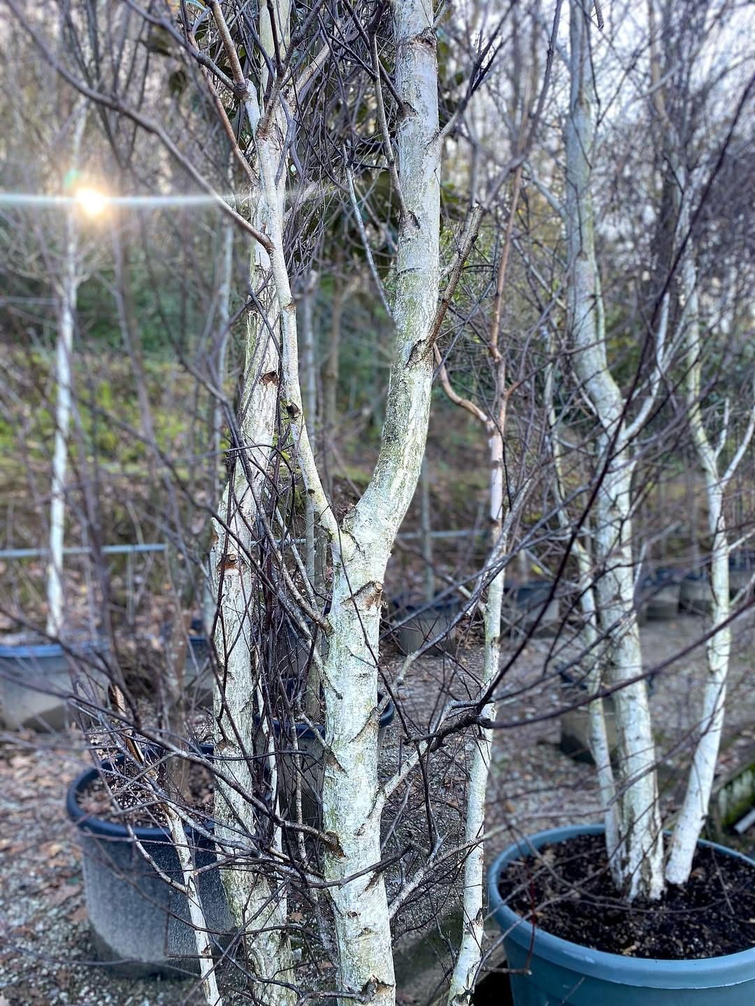 Post 6 by ᴠɪᴠᴇʀᴏs ʙʀᴀɴᴅᴀʀɪz | Vivero de PLANTAS on Instagram (image)