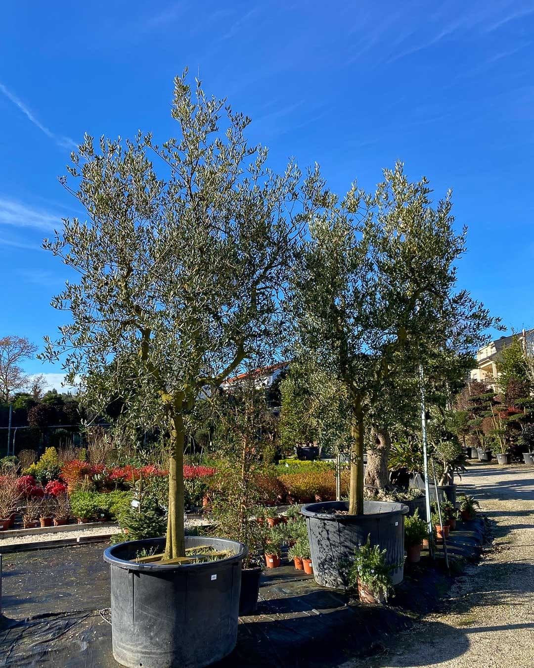 Post 3 by ᴠɪᴠᴇʀᴏs ʙʀᴀɴᴅᴀʀɪz | Vivero de PLANTAS on Instagram (carousel)