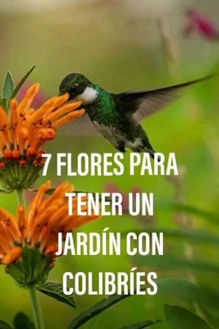 Post 8 by Fábrica de Plantas Mendiolaza on Instagram (video)