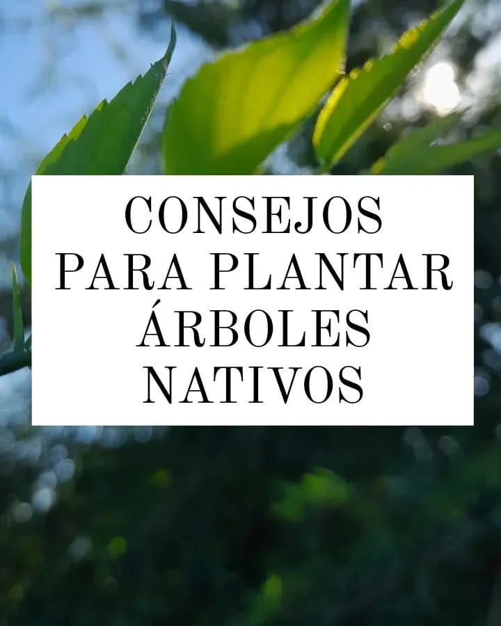Post 9 by Fábrica de Plantas Mendiolaza on Instagram (carousel)