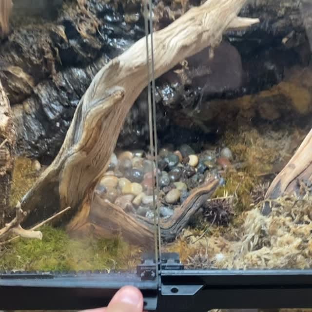 Post 1 by SnakeMuseum.com on Instagram (video)