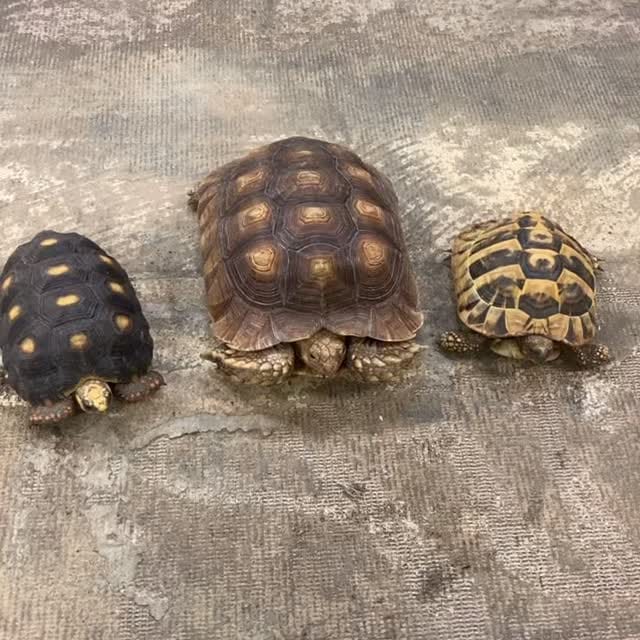 Post 5 by SnakeMuseum.com on Instagram (video)