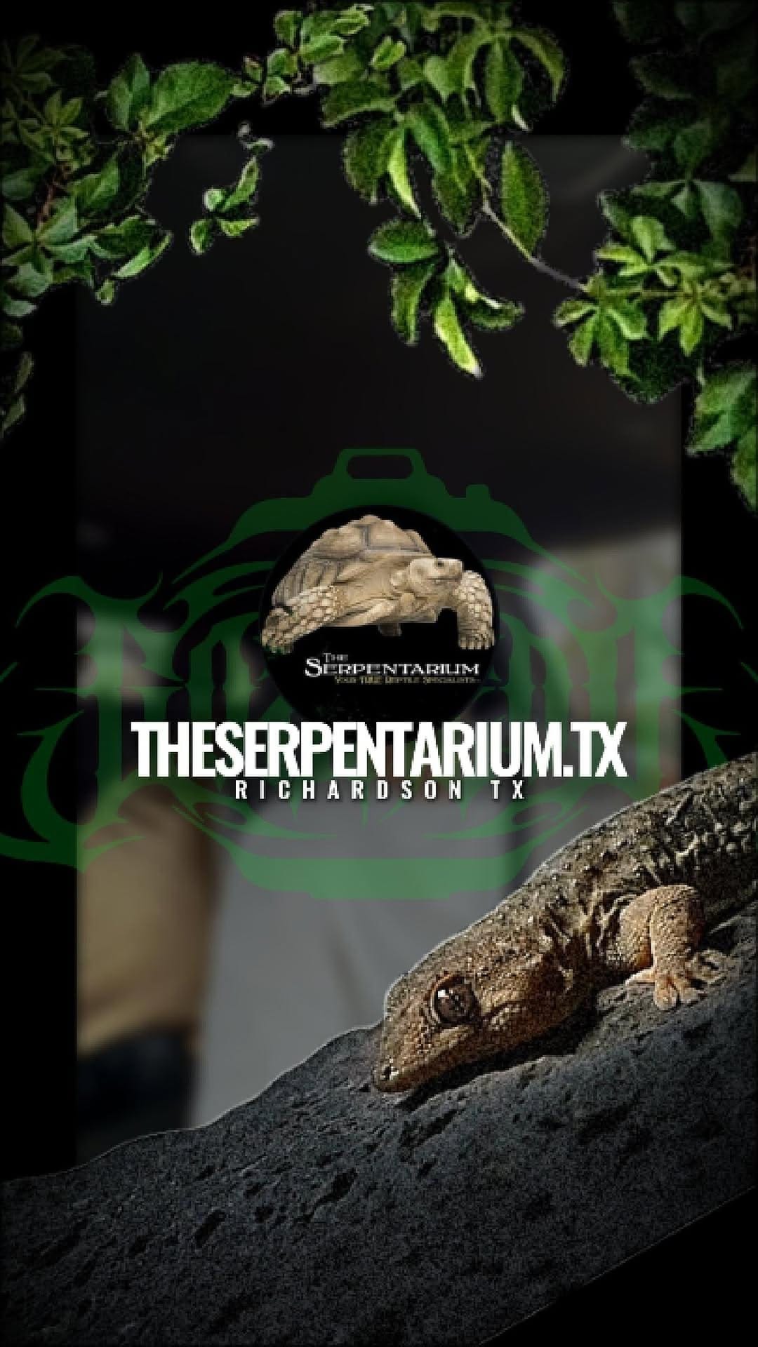Post 6 by SnakeMuseum.com on Instagram (video)