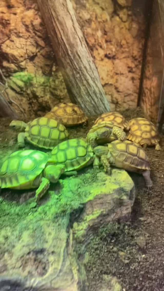 Post 7 by SnakeMuseum.com on Instagram (video)