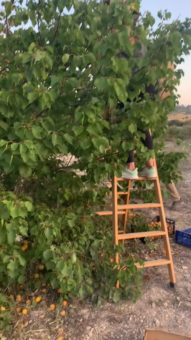Post 6 by Gaia Natural Products on Instagram (video)