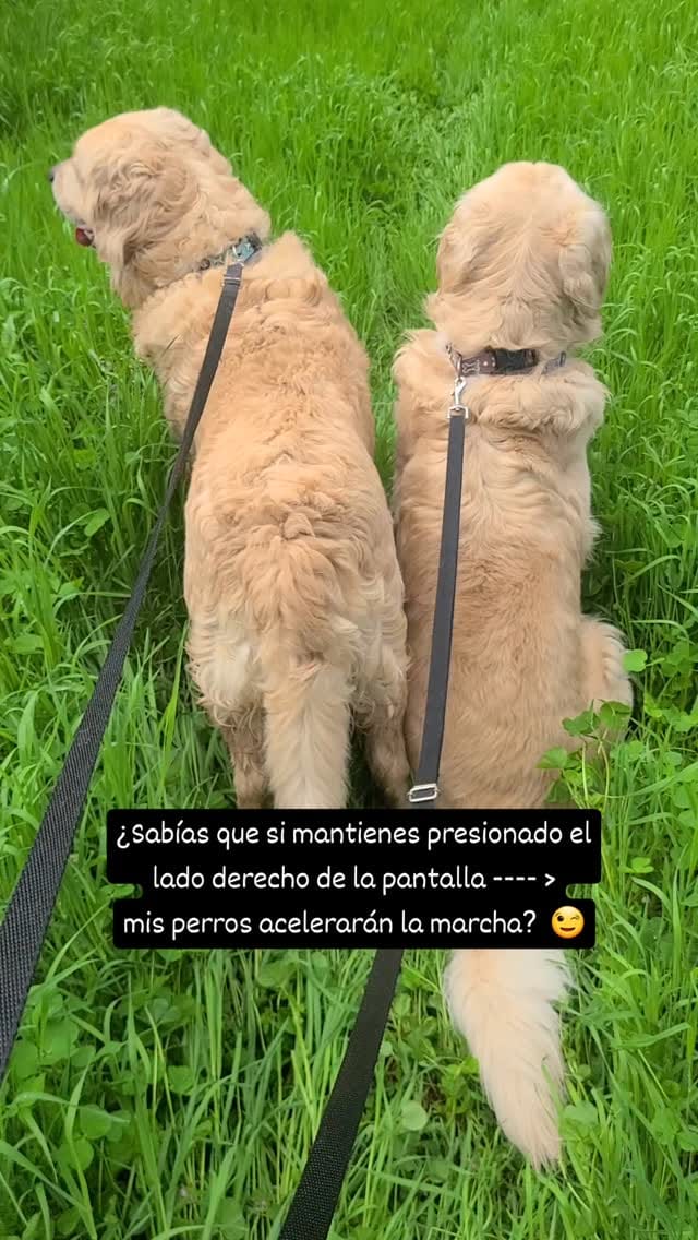 Post 7 by Alicia Senovilla on Instagram (video)