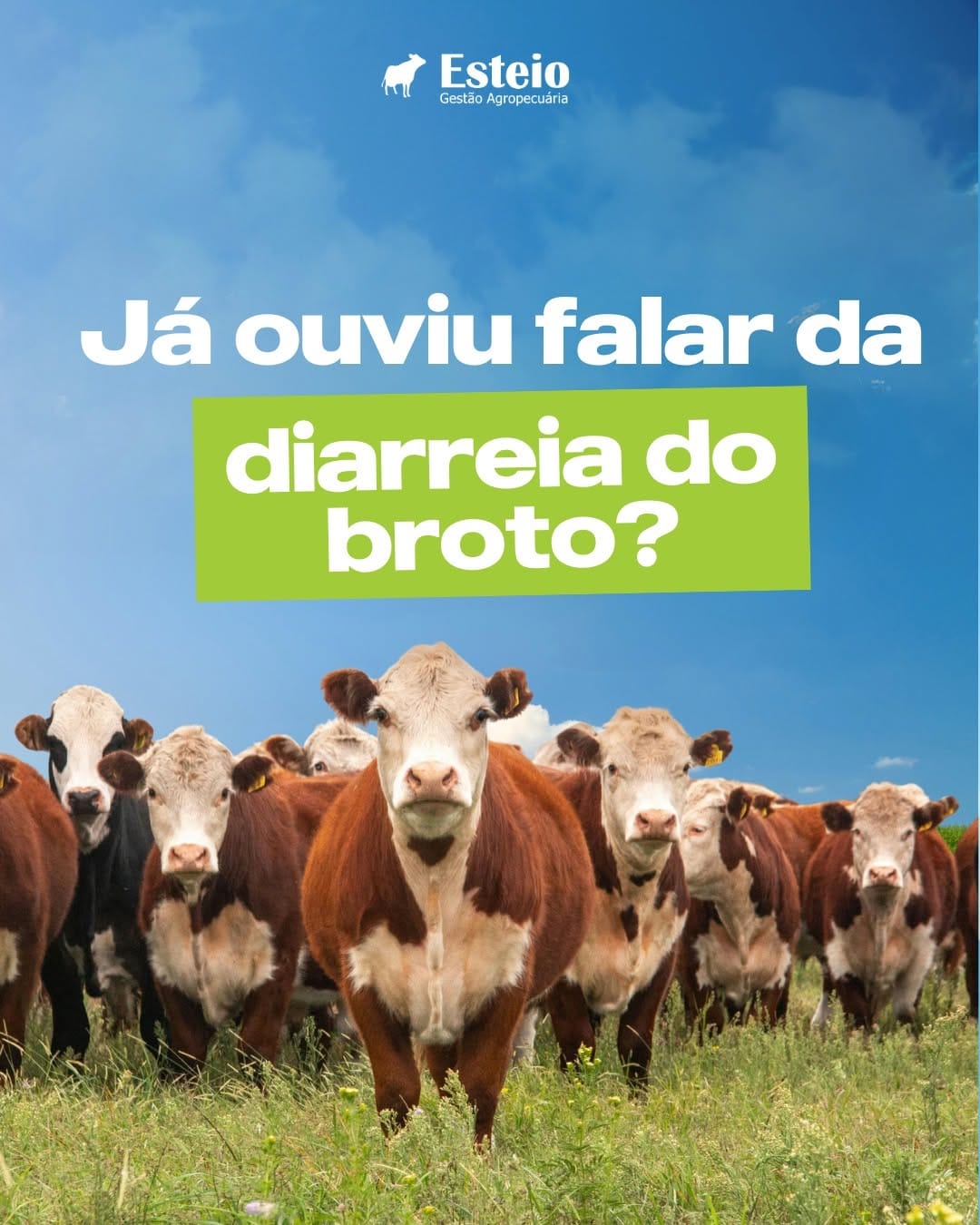 Post 3 by Esteio Gestão Agropecuária 🐄🐂 on Instagram (carousel)
