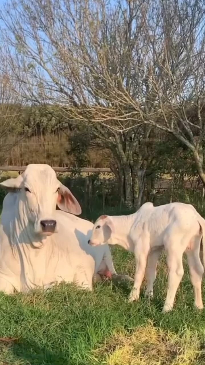 Post 10 by Esteio Gestão Agropecuária 🐄🐂 on Instagram (video)