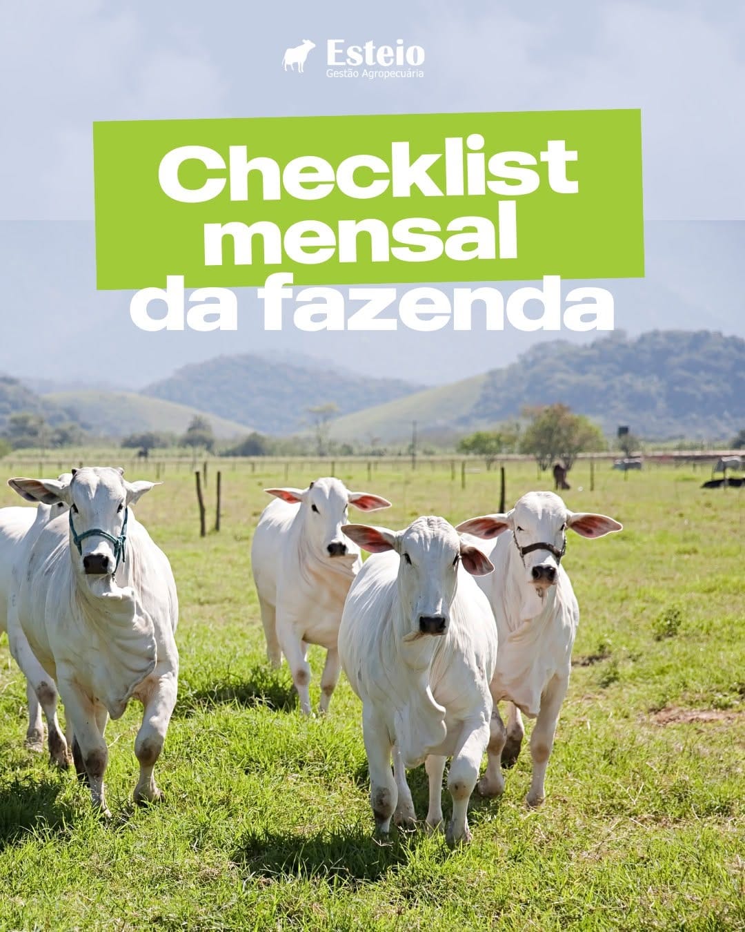 Post 5 by Esteio Gestão Agropecuária 🐄🐂 on Instagram (carousel)