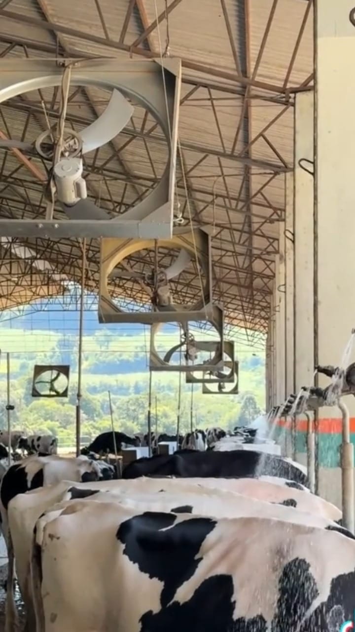 Post 2 by Esteio Gestão Agropecuária 🐄🐂 on Instagram (video)