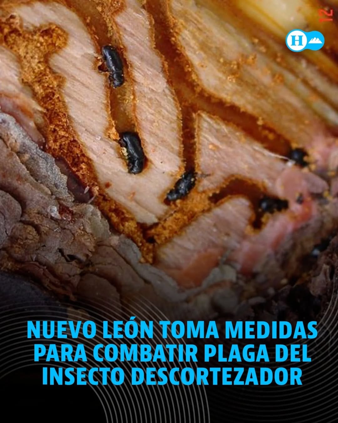 Post 2 by Heraldo Radio Monterrey on Instagram (image)