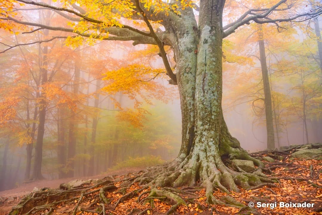 Post 4 by Sergi Boixader on Instagram (image)