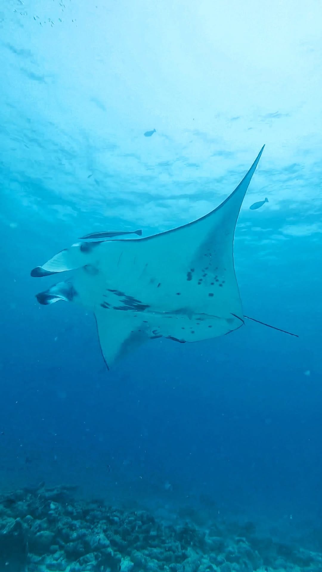 Post 9 by TRAVELLEATING / Andrea Torres🐋Turismo Responsable 🐒 on Instagram (video)