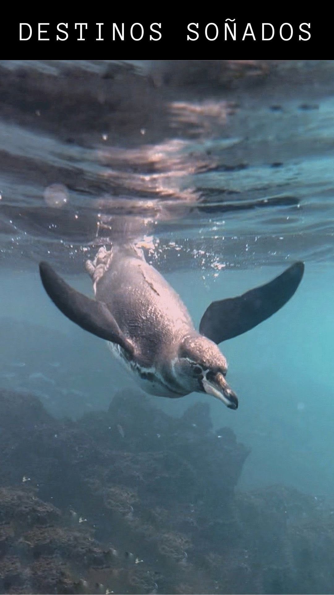 Post 3 by TRAVELLEATING / Andrea Torres🐋Turismo Responsable 🐒 on Instagram (video)