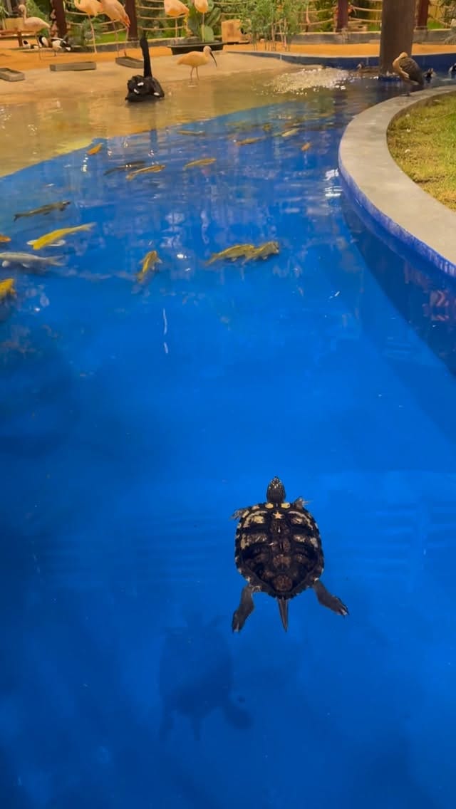 Post 4 by Mohammad Imam on Instagram (video)