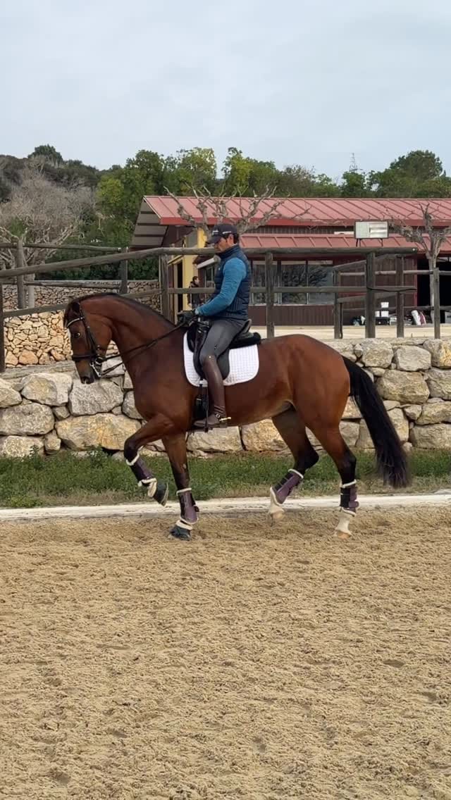 Post 2 by Domingo SportHorses on Instagram (video)