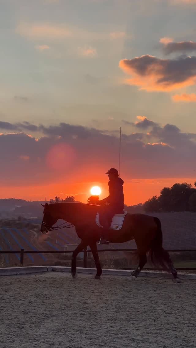 Post 3 by Domingo SportHorses on Instagram (video)