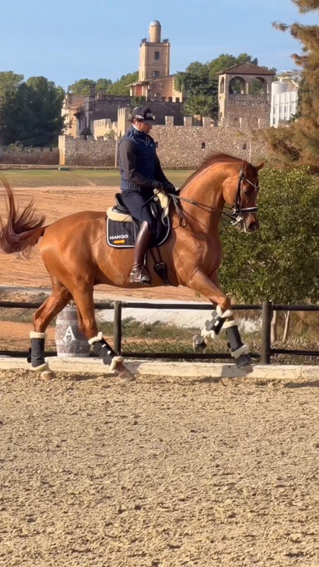 Post 7 by Domingo SportHorses on Instagram (video)