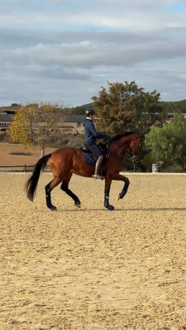 Post 5 by Domingo SportHorses on Instagram (video)