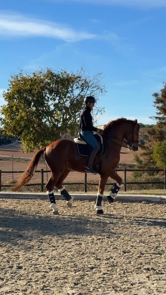 Post 8 by Domingo SportHorses on Instagram (video)