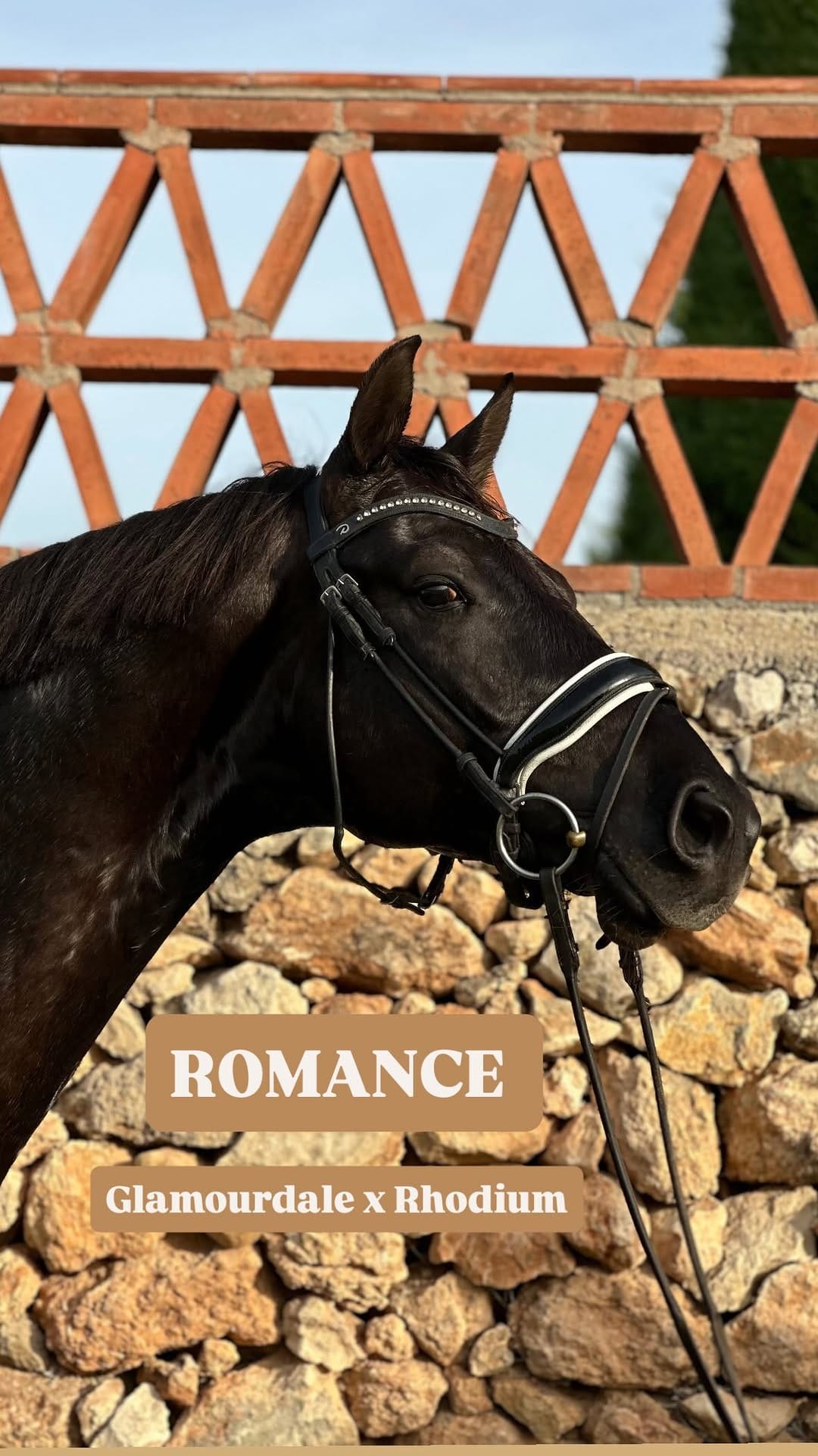 Post 9 by Domingo SportHorses on Instagram (video)