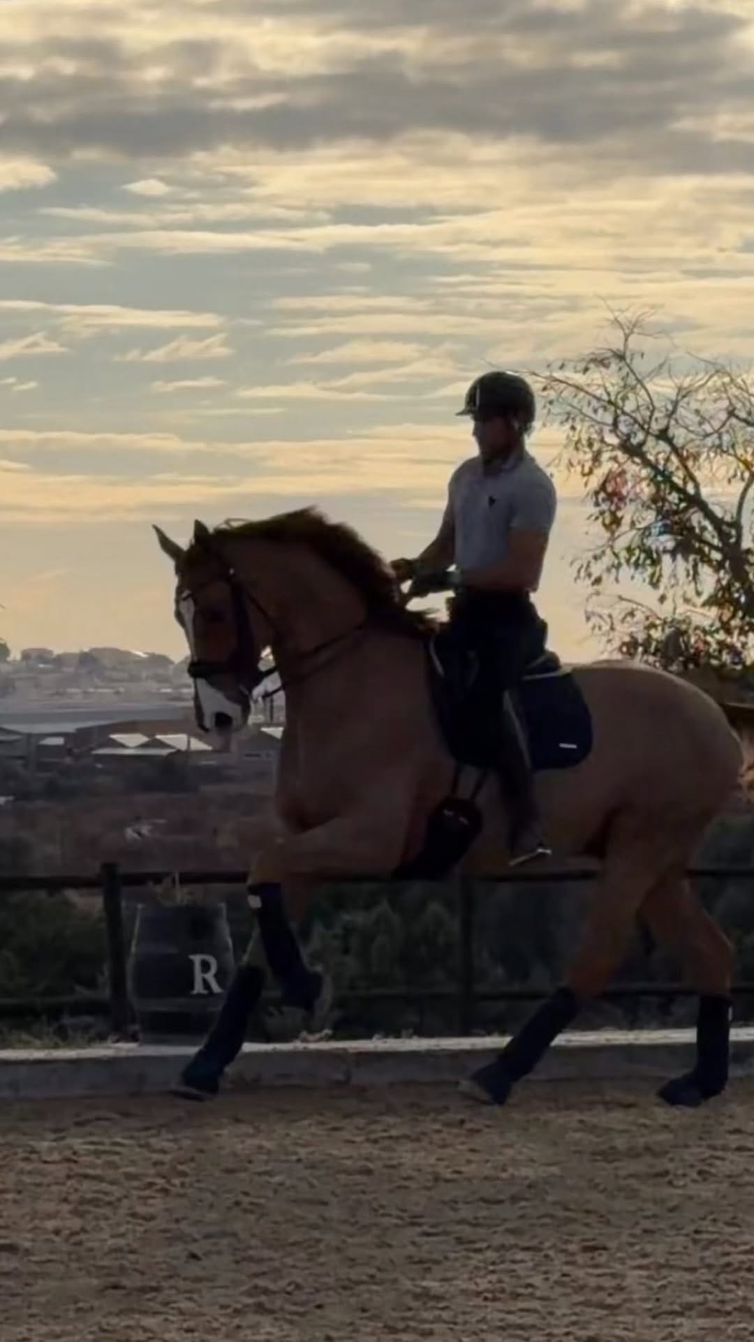 Post 6 by Domingo SportHorses on Instagram (video)