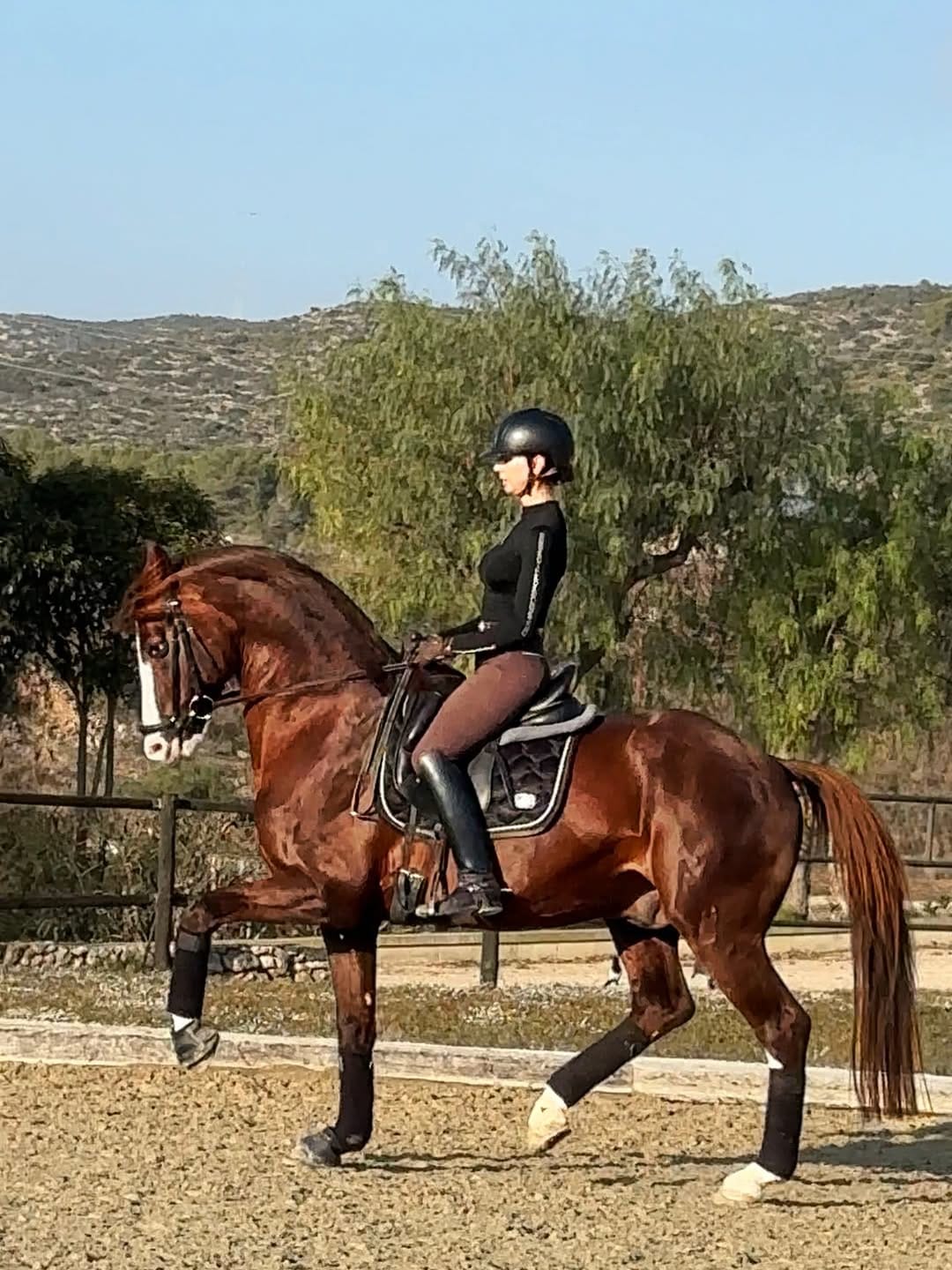 Post 10 by Domingo SportHorses on Instagram (image)