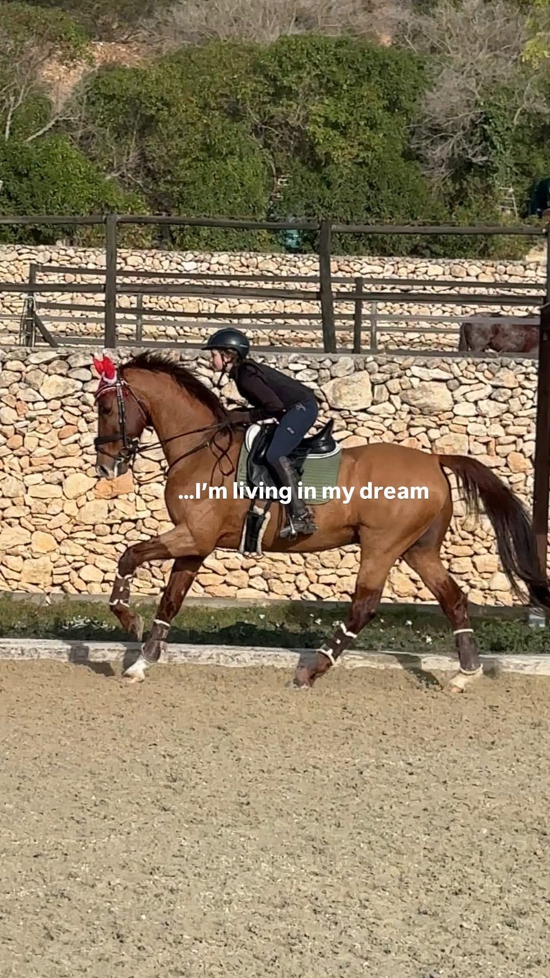 Post 4 by Domingo SportHorses on Instagram (video)