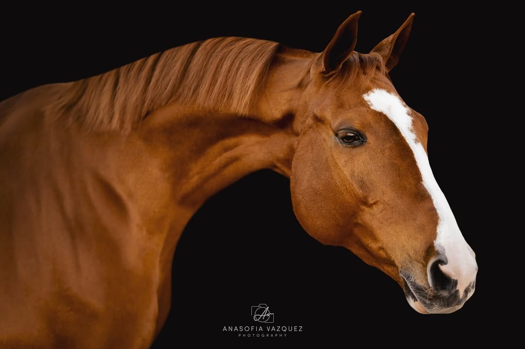 Post 7 by Alora Sporthorses on Instagram (image)