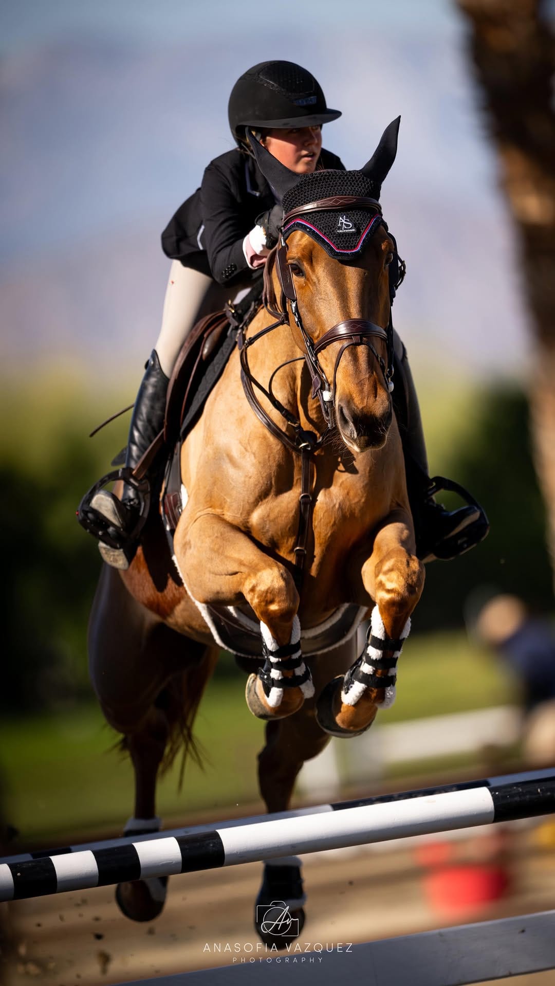 Post 6 by Alora Sporthorses on Instagram (video)