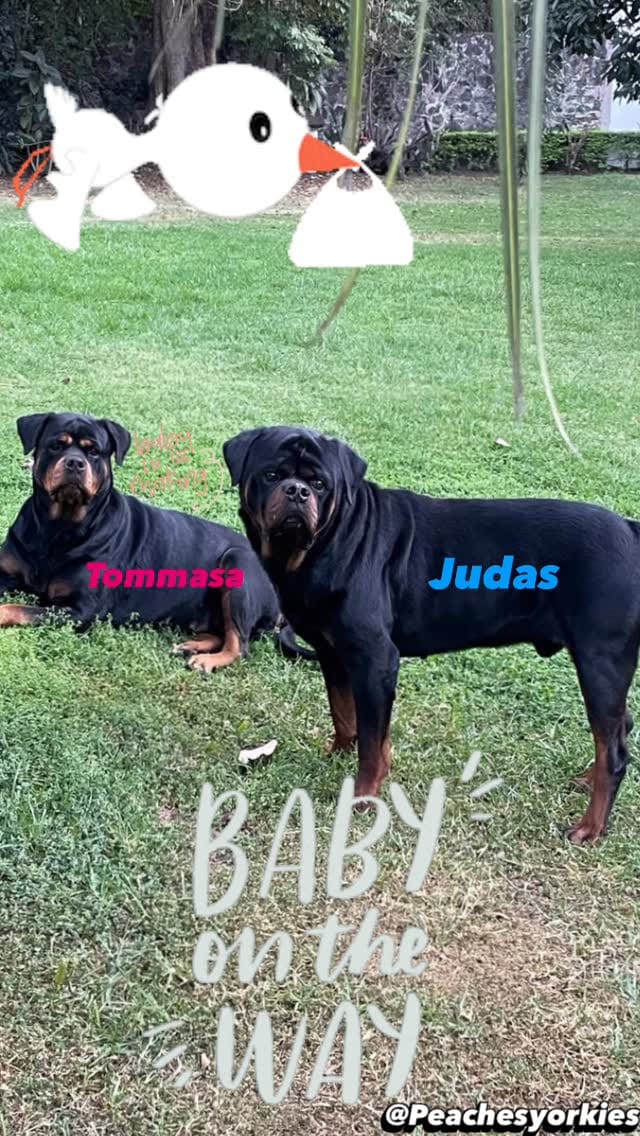 Post 3 by Jimenez Pack on Instagram (video)
