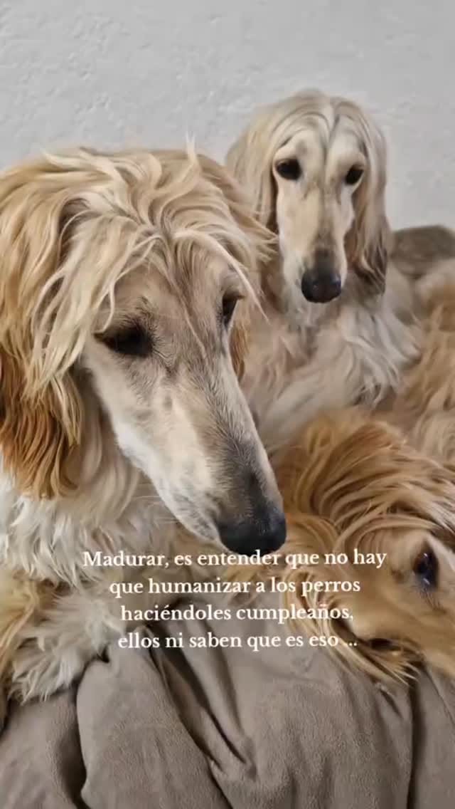 Post 6 by Kyara & Kabul Guapos Afganos on Instagram (video)