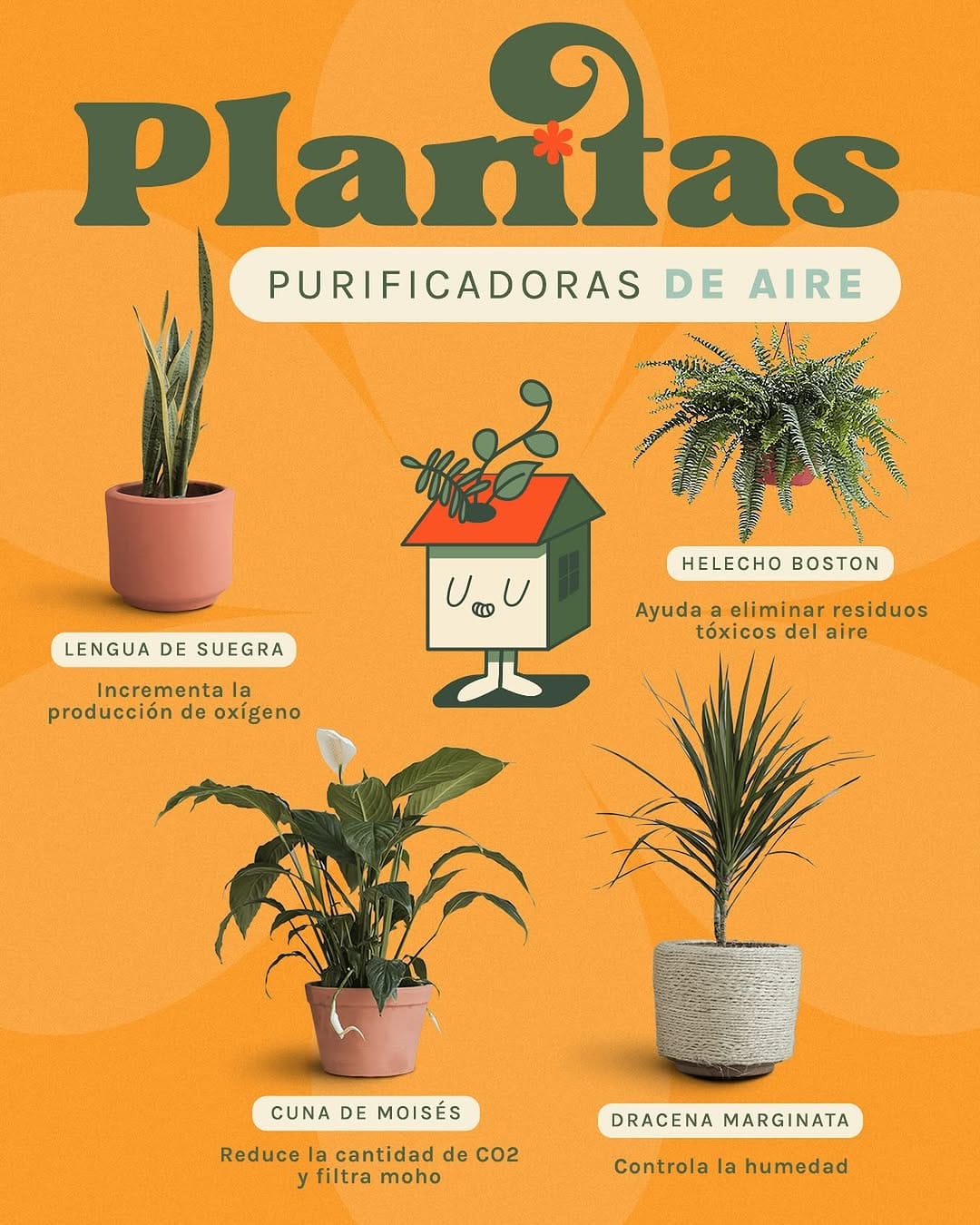 Post 9 by Plantas.House on Instagram (image)