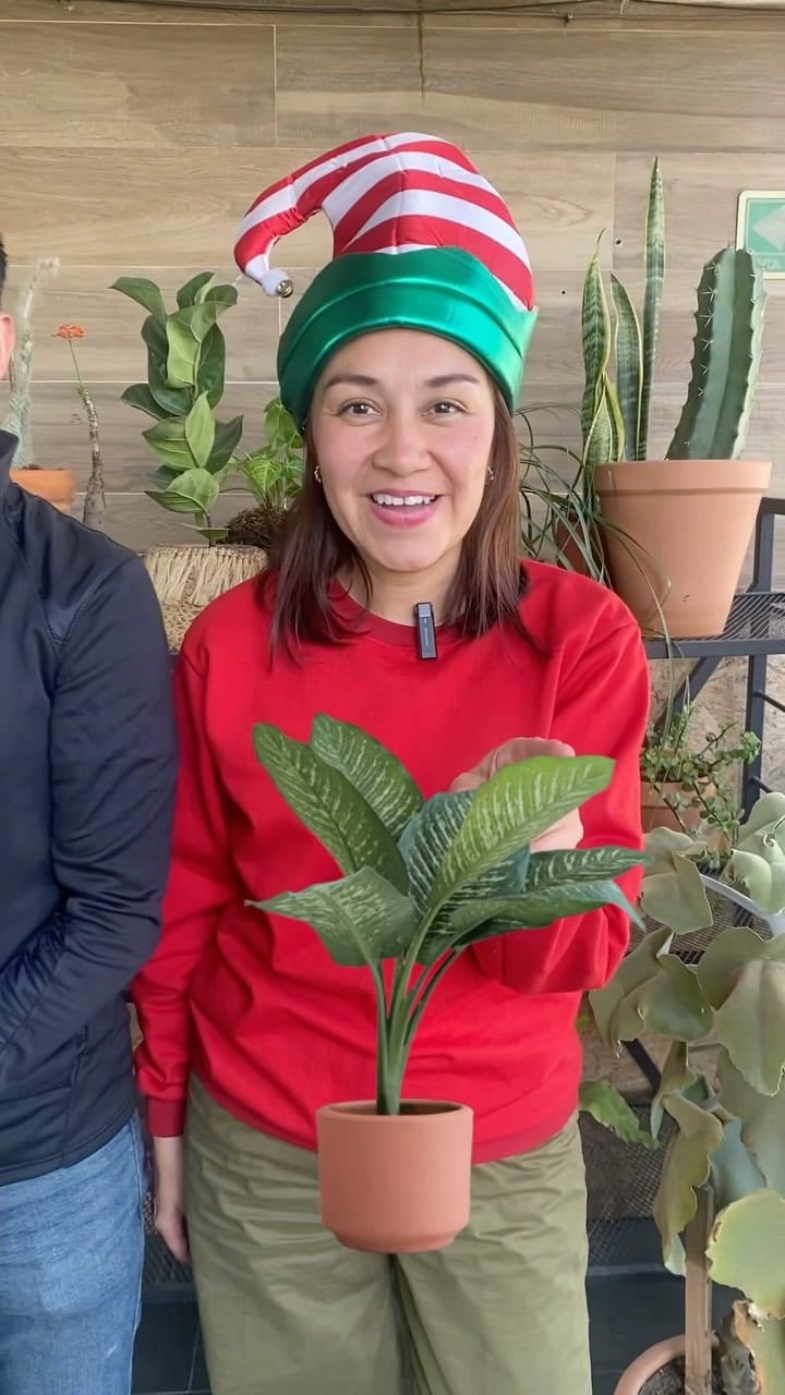 Post 2 by Plantas.House on Instagram (video)