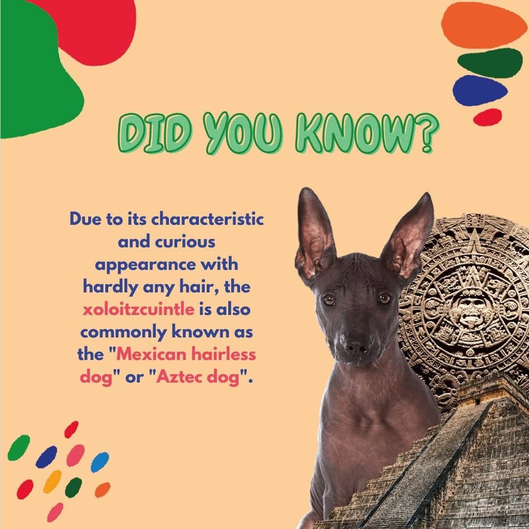 Post 4 by Buy2Mexico.com on Instagram (image)