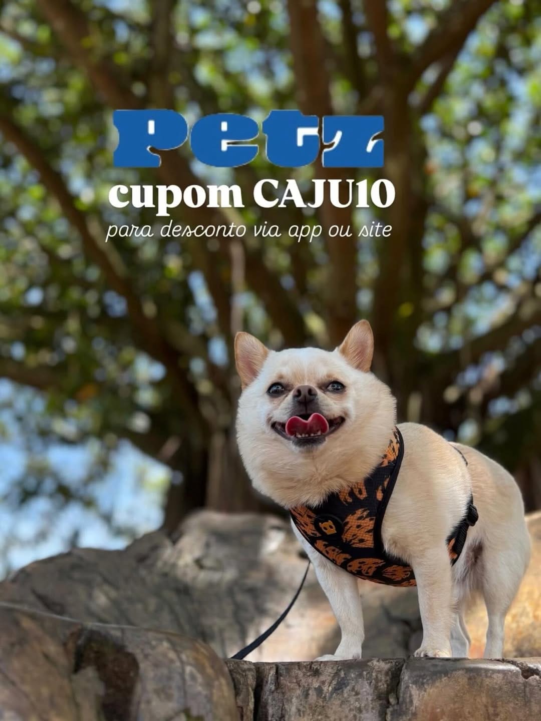 Post 8 by Raquel C. Svercl • Caju & Pickles on Instagram (image)