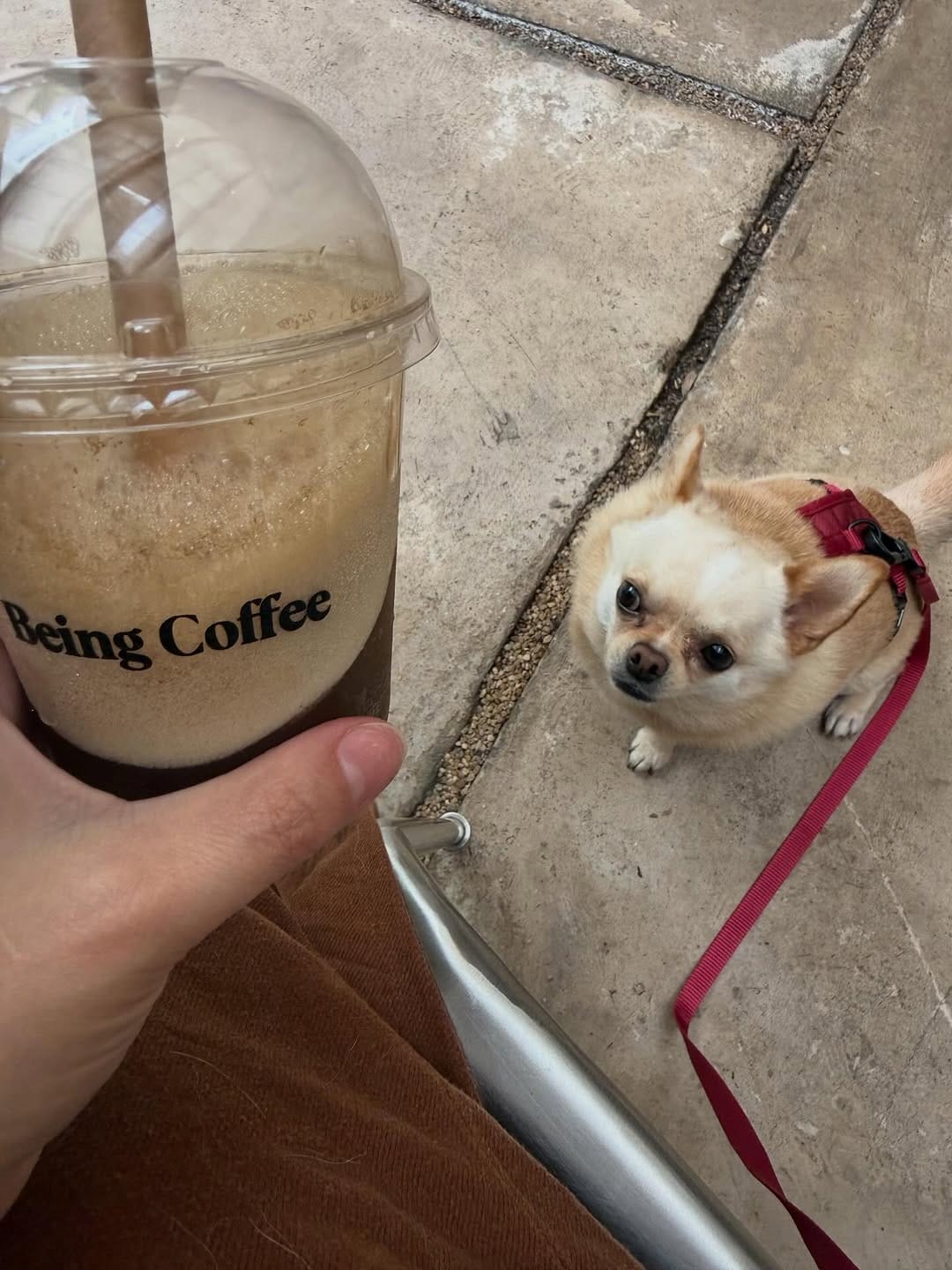 Post 1 by Raquel C. Svercl • Caju & Pickles on Instagram (carousel)