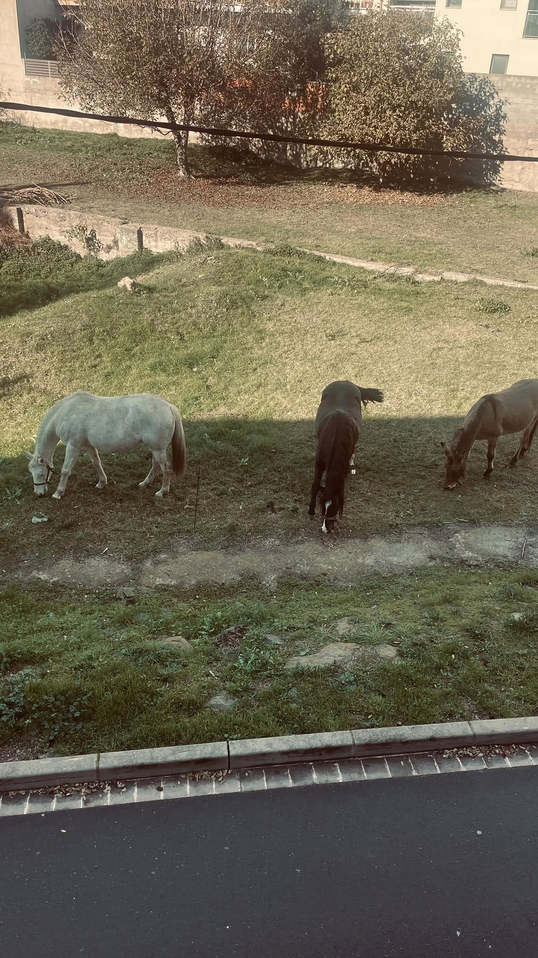 Post 6 by Sílvia Piña Guerrero on Instagram (video)