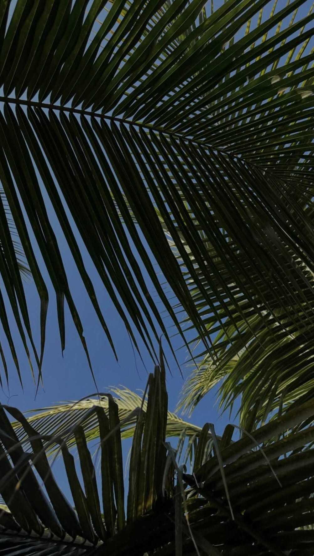 Post 7 by Javier Ramirez on Instagram (video)