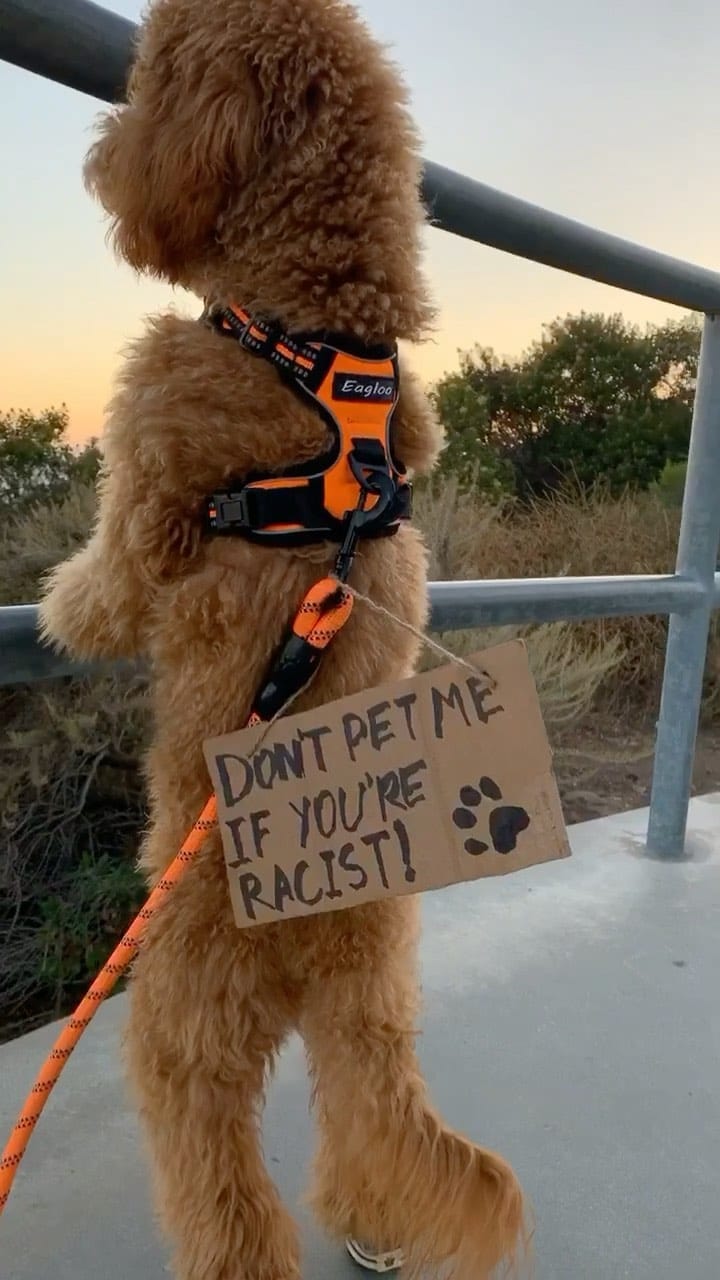 Post 9 by F1b Mini Goldendoodle on Instagram (video)