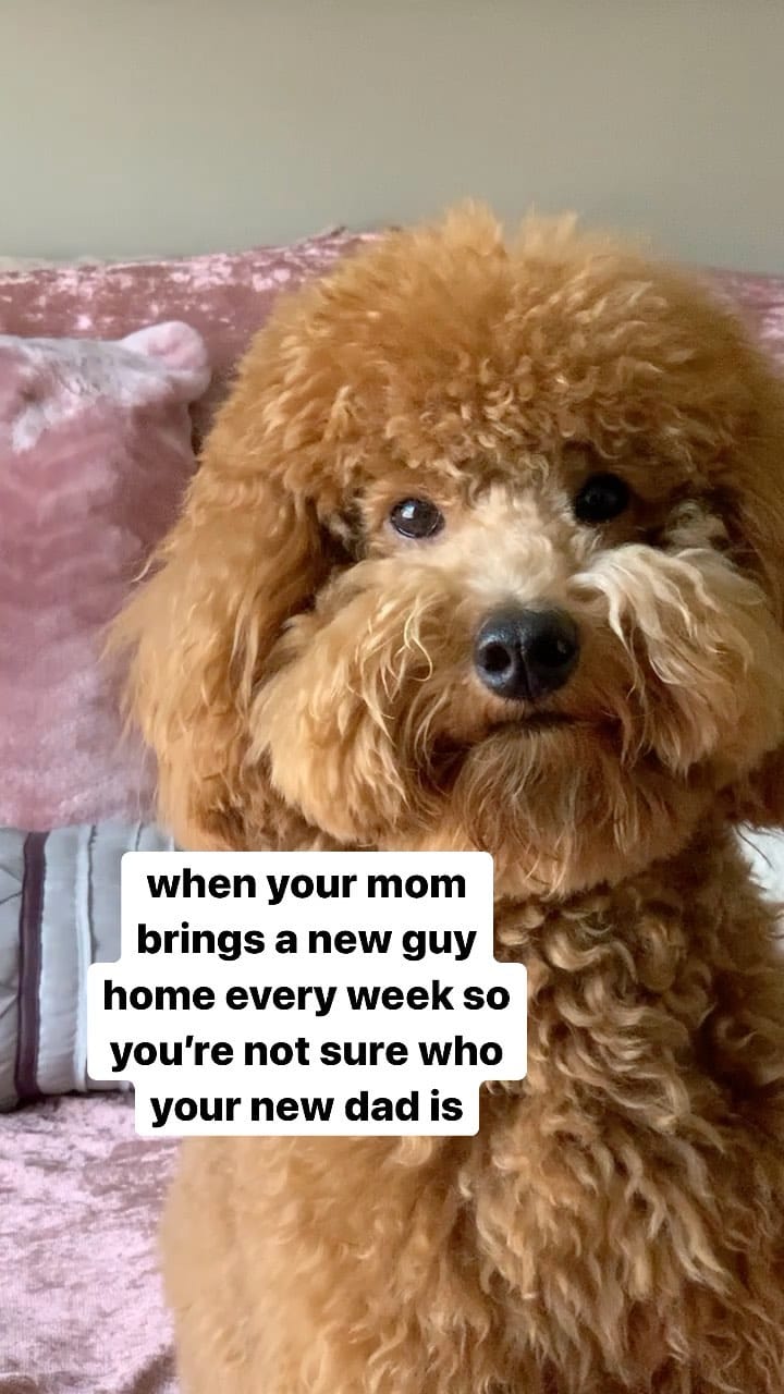 Post 10 by F1b Mini Goldendoodle on Instagram (video)