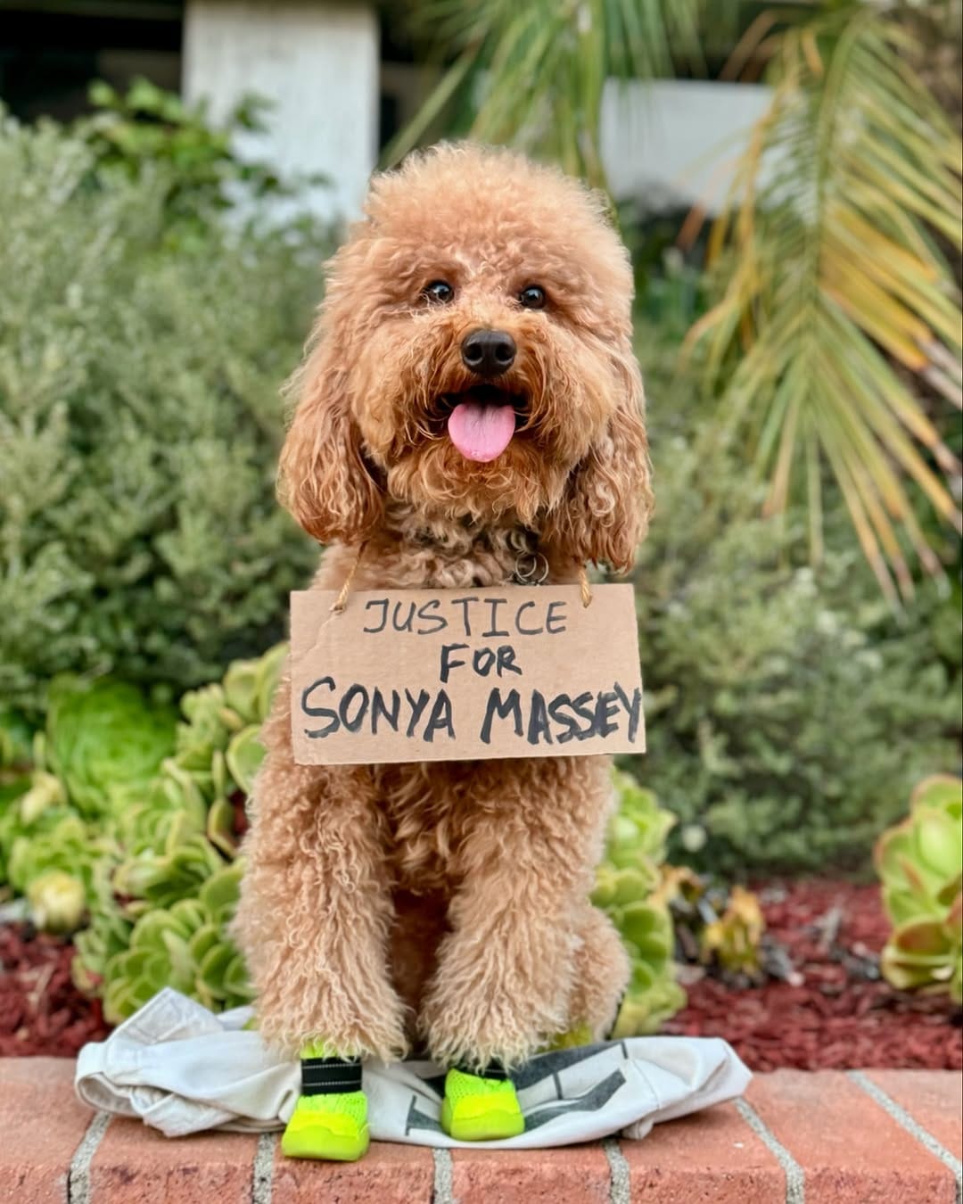 Post 4 by F1b Mini Goldendoodle on Instagram (carousel)