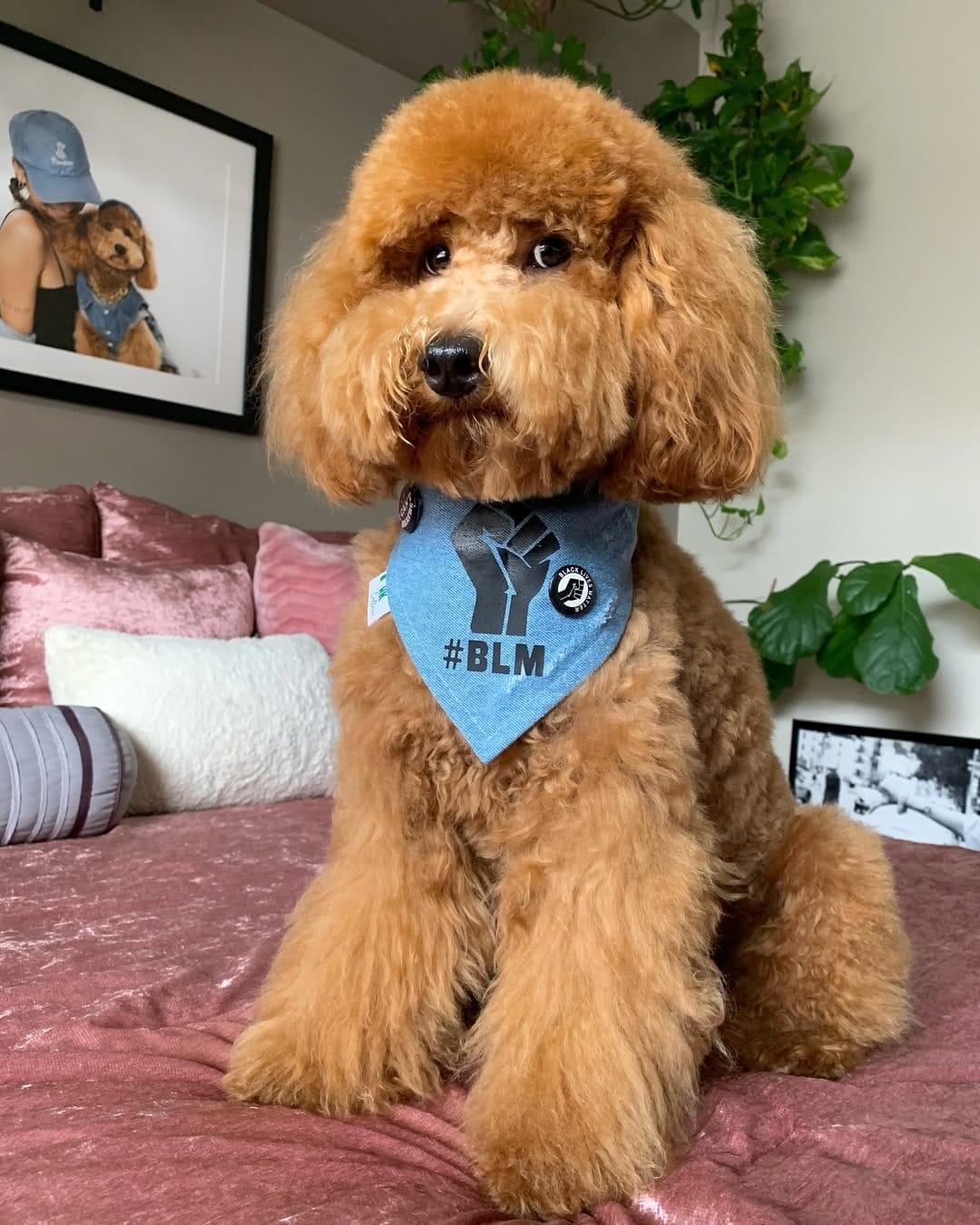 Post 5 by F1b Mini Goldendoodle on Instagram (image)
