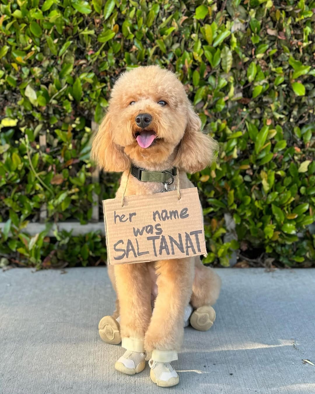 Post 7 by F1b Mini Goldendoodle on Instagram (carousel)