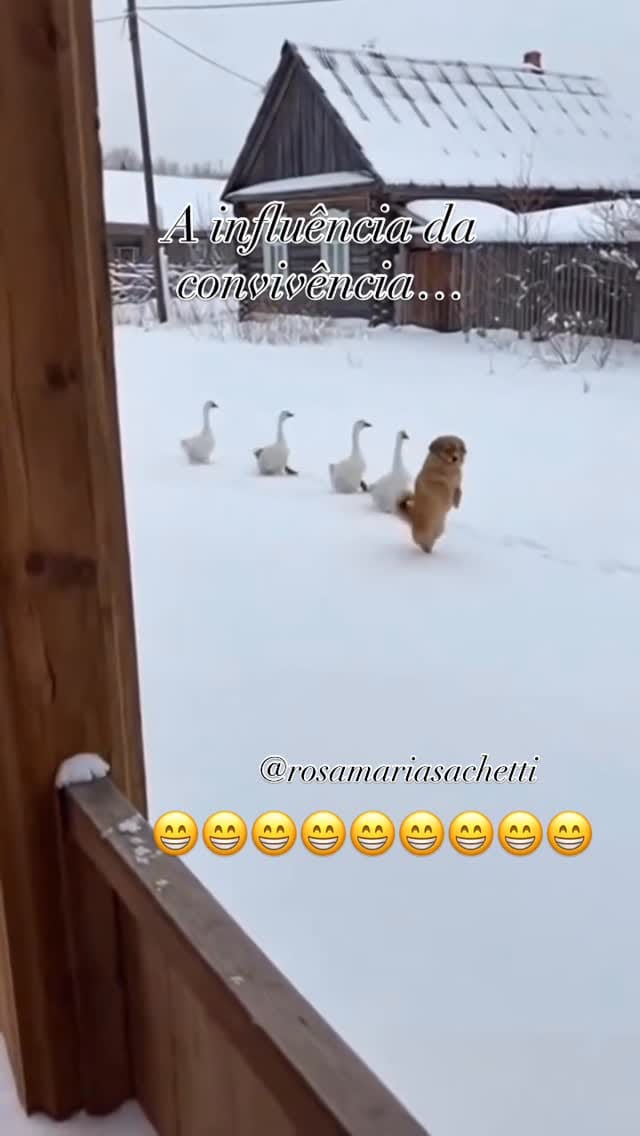 Post 9 by Rosa Maria Sachetti on Instagram (video)