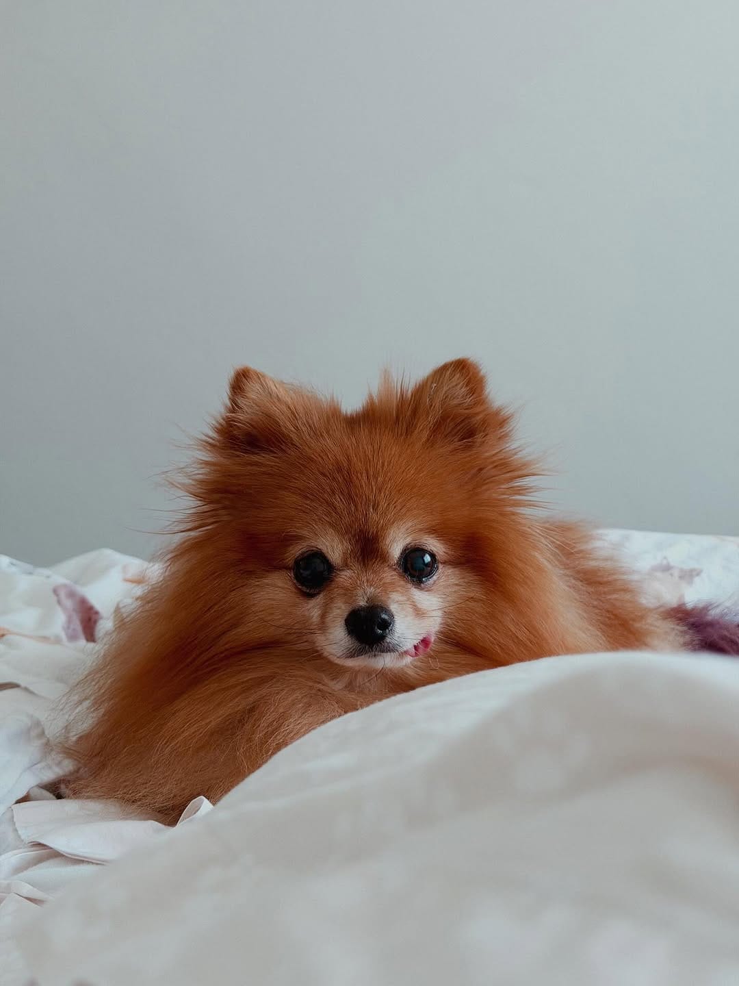 Post 1 by Teenie The Pom on Instagram (image)