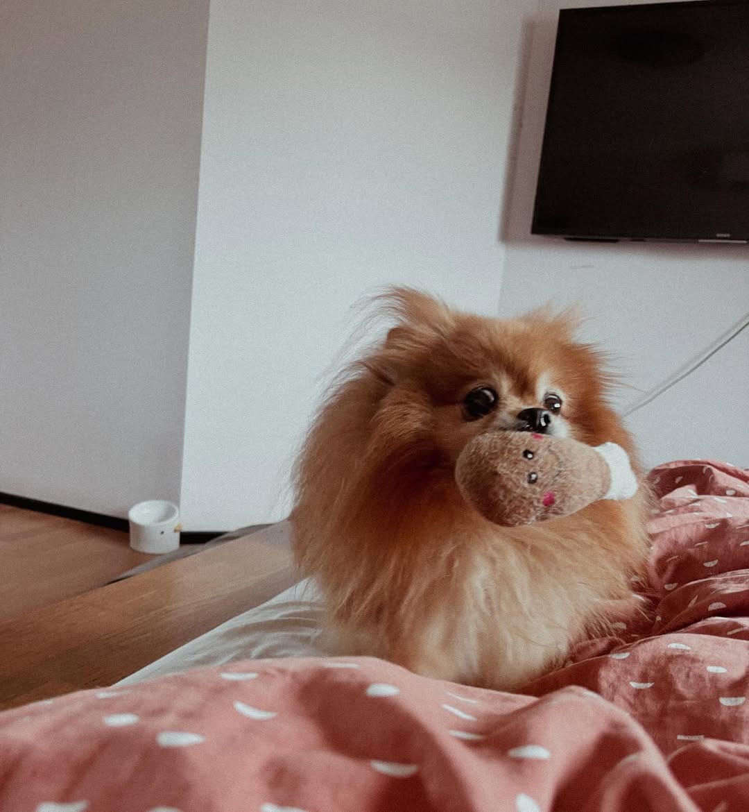 Post 7 by Teenie The Pom on Instagram (image)